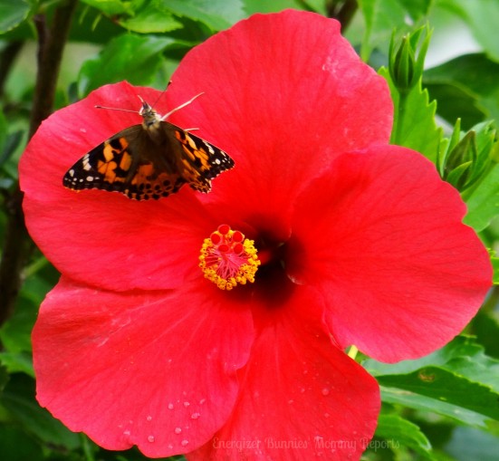 Beautiful Lady Painted Butterfly